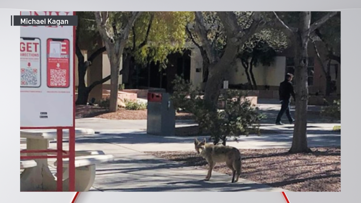 They catch a wandering coyote in the halls of UNLV