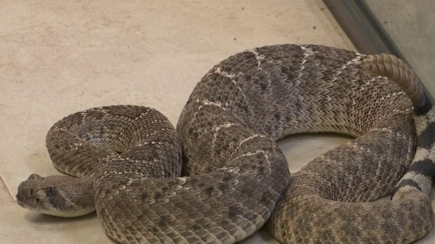 Sube la temperatura y las serpientes de cascabel salen de sus escondites: qué hacer si te muerde una