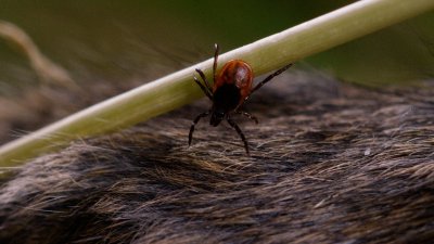 ¿Qué es la babeseosis, la enfermedad transmitida por garrapatas?