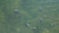 Captado en video: varios tiburones merodean el bote de un pescador
