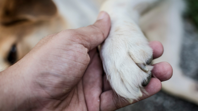 Rescatan a sesis perros abandonados en apartamento de Las Vegas