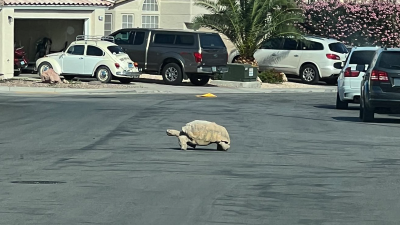 Tortuga gigante sale a pasear por Las Vegas
