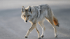 Eran coyotes y no lobos: se resuelve un misterio de la vida silvestre en Nevada