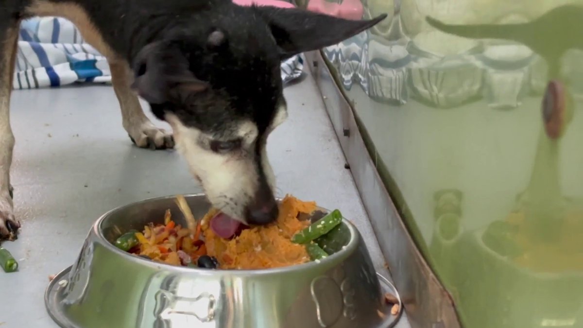 Perritos llenaron su pancita con una suculenta comida de Acción de ...