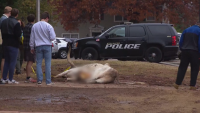 Hallan muerta a una vaca “longhorn” en universidad antes de importante juego contra Texas