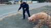 En video: cerdo pone a correr a cuatro policías que intentaban capturarlo en vecindario