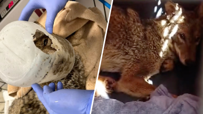 En video: rescatan en California a un coyote con la cabeza atrapada en un contenedor tras inundaciones