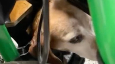 En video: bomberos rescatan a un perrito con la cabeza atrapada en una llanta de un carrito de golf