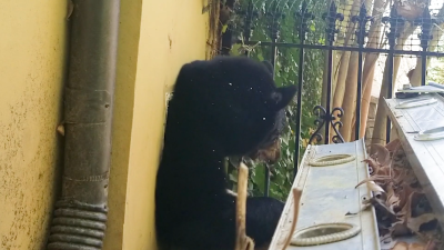 ¿Cómo lo hizo? Una osa sale de un pequeño hueco en una casa