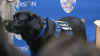 El agente canino JINX se une a las filas de la Policía de Henderson