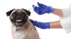 ¿Cómo vacunar gratis a tus perritos contra el parvovirus?