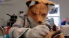 En video: se disfrazan para evitar “contacto humano” con pequeño zorro