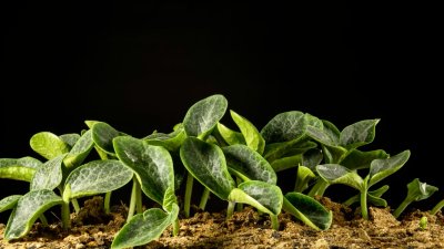 Nuestro planeta: la agricultura regenerativa como alternativa esperanzadora