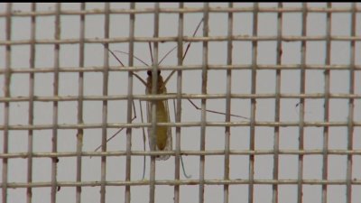 Confirman hallazgo de nuevas especies de mosquitos en el Valle de Las Vegas
