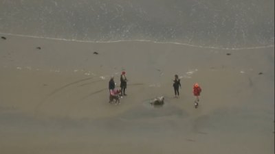Hallan carcasa de una ballena en la costa de La Jolla