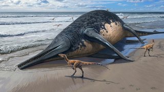 Una niña descubre los restos que confirman una nueva especie de reptil marino gigante