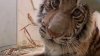 En video: una tigresa bebé emite tiernos ronroneos mientras espera que le pongan nombre