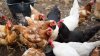 Se ven obligados a detener producción de huevos tras encontrar gripe aviar en pollos