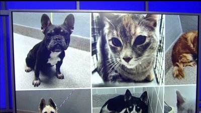 Reportan cifra récord de mascotas rescatadas en Las Vegas