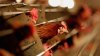 Michigan registra otro caso de gripe aviar en trabajador agrícola, el tercero en EEUU este año