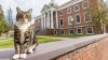 Insólito: universidad de EEUU le otorga un doctorado honorífico a un gato