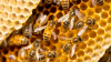 Enjambre de abejas ataca a grupo de personas en Valley View y Mardon