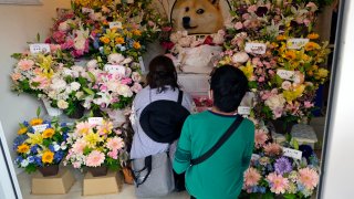 Decenas de personas se despiden con flores de Kabosu, la perra shiba inu que inspiró el meme Doge