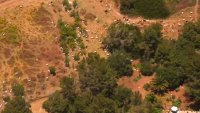 Cientos de cabras se meten en el patio trasero de una propiedad en California