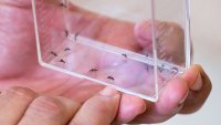 Los CDC emiten alerta por aumento de casos de dengue
