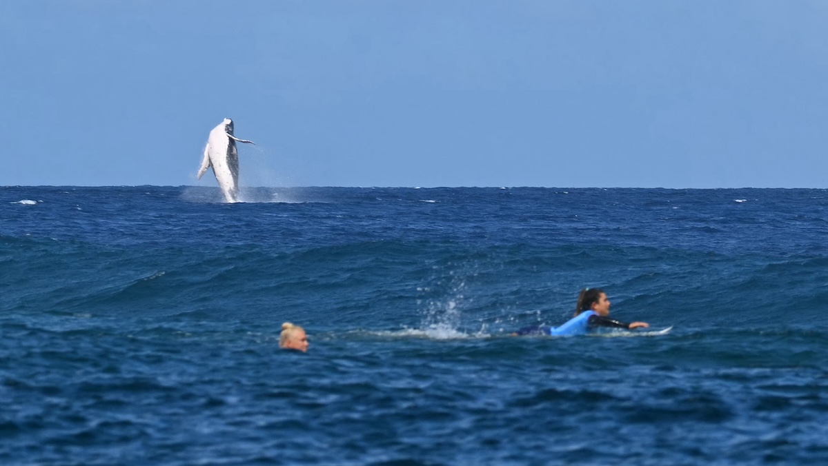 Una ballena salta mientras Tatiana Weston-Webb de Brasil y Brisa Hennessy (derecha) de Costa Rica compiten en las semifinales de surf femenino, durante los Juegos Olímpicos de París 2024, en Teahupo'o, en la isla polinesia francesa de Tahití, el 5 de agosto de 2024.