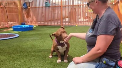 “Canelo” es la mascota de la semana