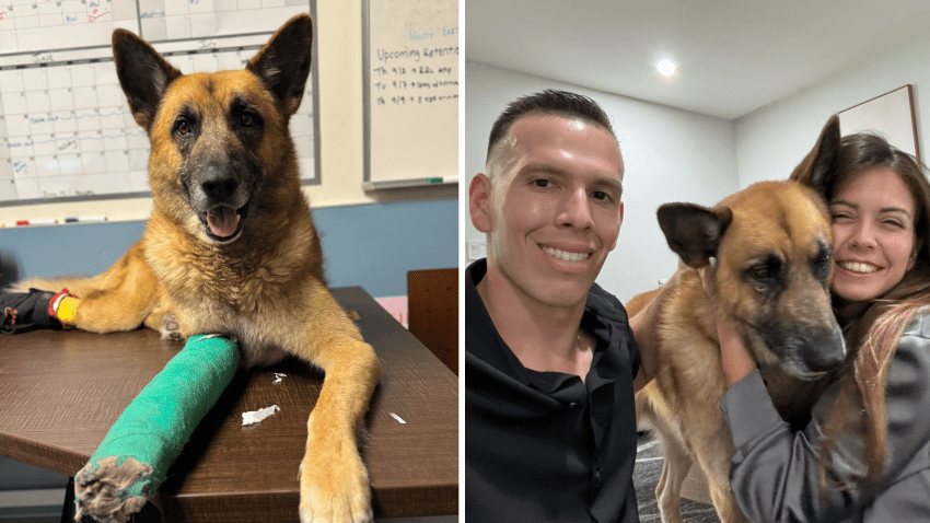 Photo of Whiskey at the Miami-Dade Shelter and with his new family, Devyn Maher and Peter Alfaro.