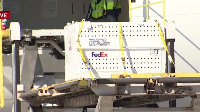 ‘We have a crate!': Pandas arrive at Dulles International Airport