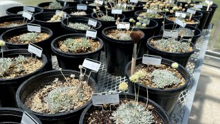 Plantas de alforfón de Tiehm en un invernadero de Gardnerville, Nevada, el martes 21 de mayo de 2024.