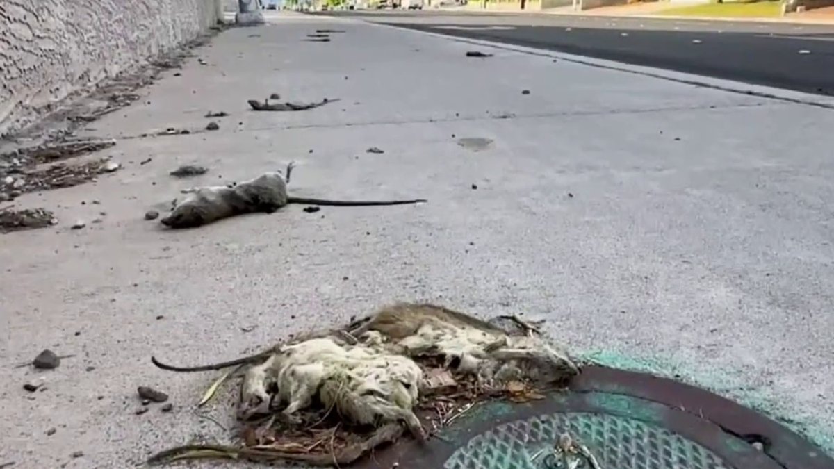 Sticker De Rata Muerta Peligro de enfermedades y un olor fétido por ratas muertas entre ...