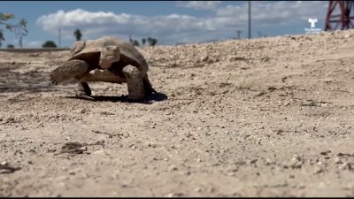 ¿Cuándo sale la tortuga Mojave Max de su madriguera?