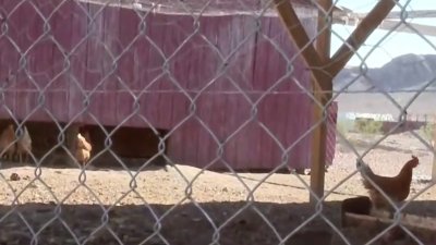 Operación silenciosa: Roban unas 250 gallinas de granja en Las Vegas