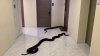 Enormes serpientes pasean por edificio en Tailandia: las habrían soltado vecinos molestos con un perro