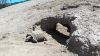 Salida de Mojave Max de su madriguera pronostica temperaturas más cálidas
