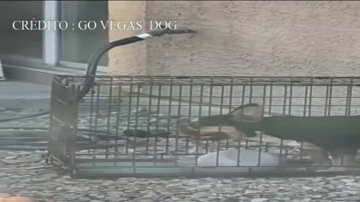 Arrestan a mujer de Las Vegas tras dejar morir a su mascota encerrada y en el calor extremo