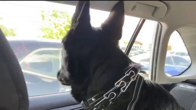 Calor extremo: ¡No dejes a tu mascota pasando calor en un auto o patio!