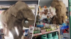 En video: elefante hambriento causa estragos en supermercado buscando comida