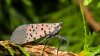Parecen mariposas: por qué expertos recomiendan aplastar a la mosca linterna