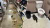 Imágenes: mapache entra a licorería, se emborracha y se desmaya en el piso
