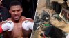 Anthony Joshua, boxeador que derrotó a Jake Paul, está 