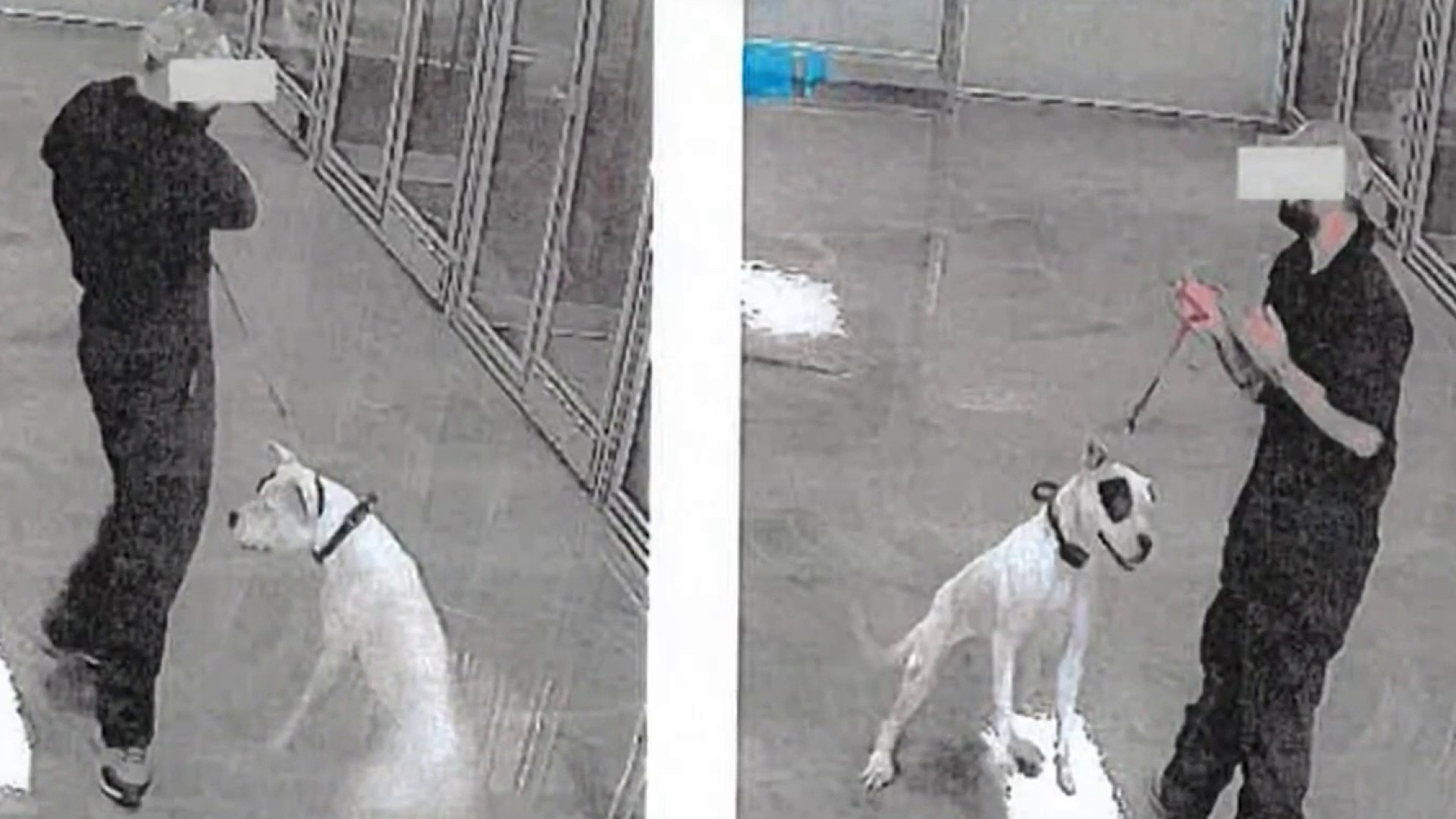 Entrenador de perros en North Las Vegas enfrenta cargos por ...