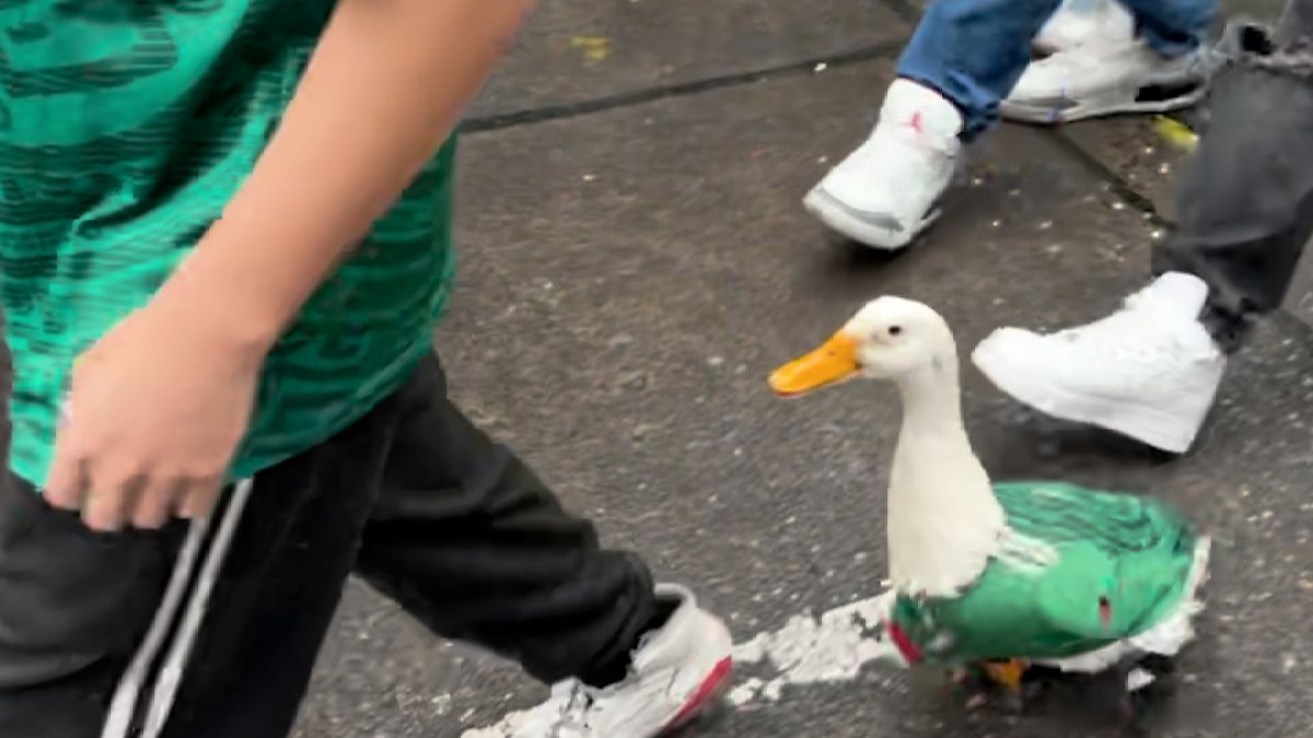 Mira a pato vistiendo camiseta de selección de México – Telemundo Las Vegas