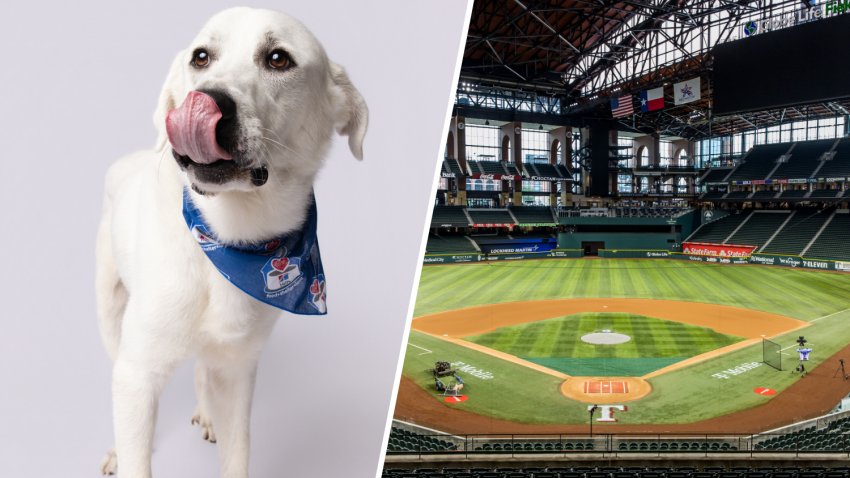 Noah will be one of 10 dogs from Irving Animal Services in attendance for the Rangers' Bark at the Park at Globe Life Field.
