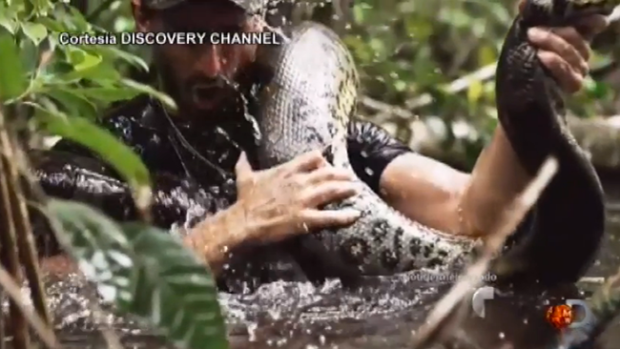 Video: Hombre se deja devorar por anaconda