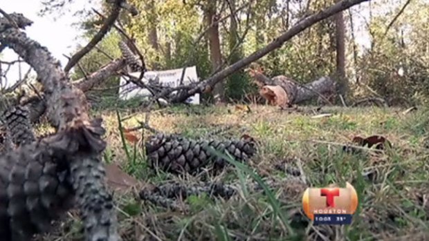 Video: Tras tornado, cae árbol y lo mata